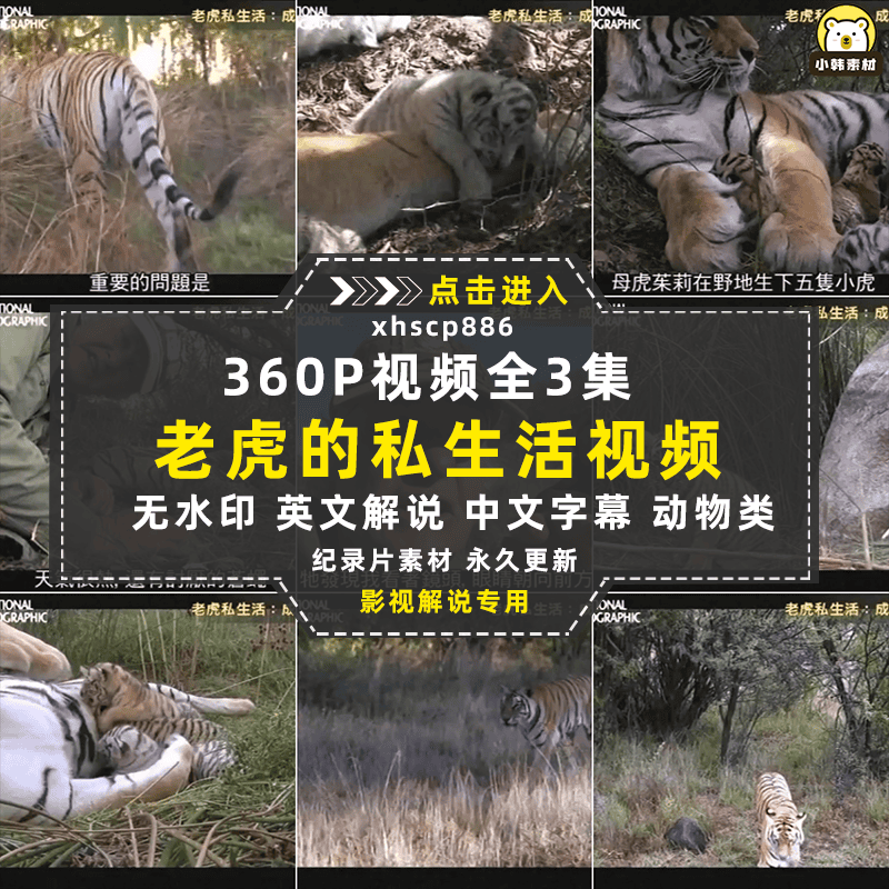 国家地理野生动物纪录片老虎私生活中视频自媒体解说高清视频素材