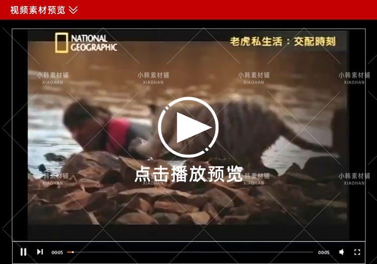 国家地理野生动物纪录片老虎私生活中视频自媒体解说高清视频素材