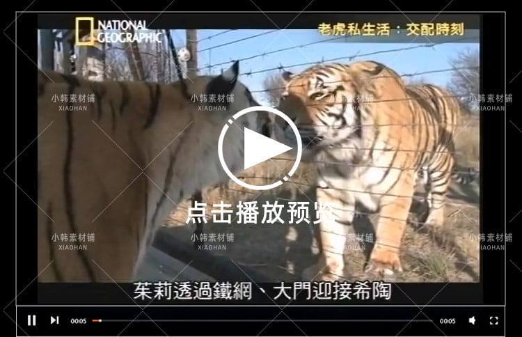 国家地理野生动物纪录片老虎私生活中视频自媒体解说高清视频素材