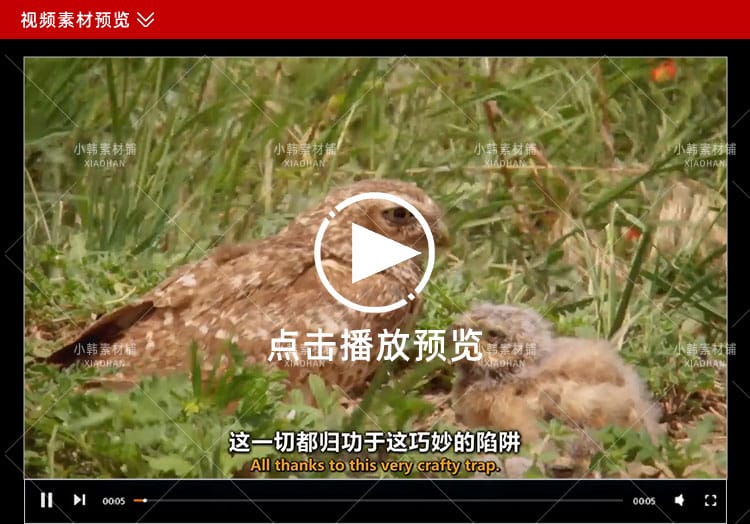 BBC野生动物纪录片世界上最狡猾的动物中视频自媒体解说视频素材