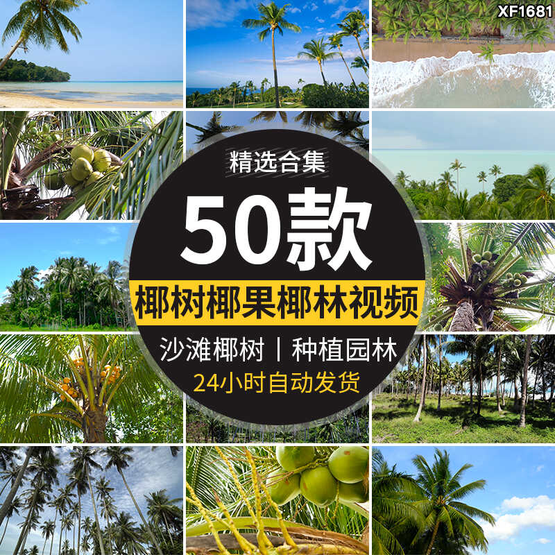 椰树椰果椰林海边沙滩海滩椰子树果实种植园热带海岛实拍视频素材