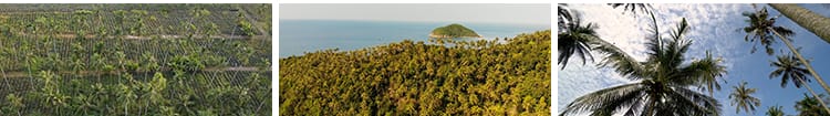 椰树椰果椰林海边沙滩海滩椰子树果实种植园热带海岛实拍视频素材