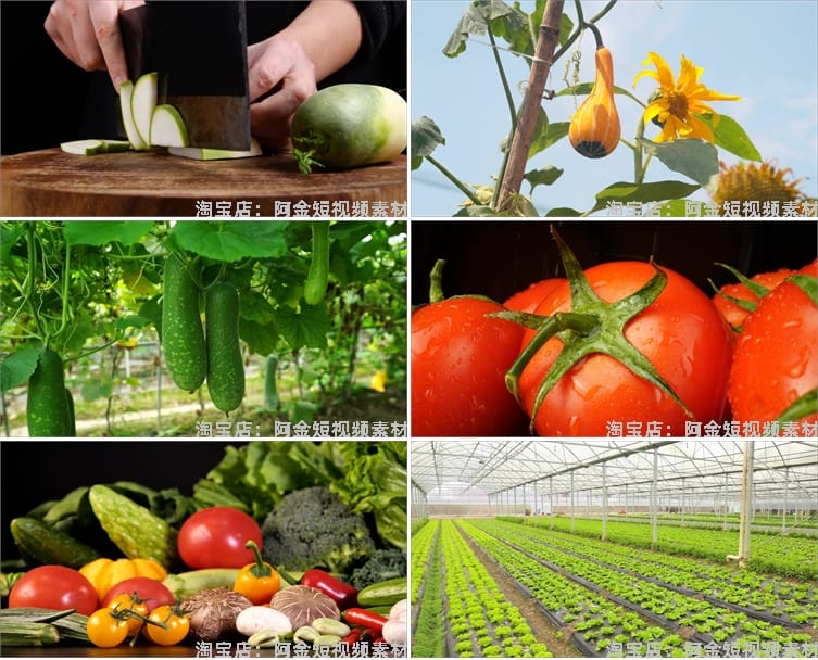 新鲜有机绿色蔬菜种植农业农产品生态健康大棚食材实拍短视频素材