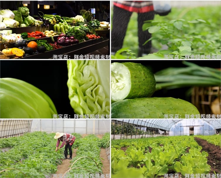 新鲜有机绿色蔬菜种植农业农产品生态健康大棚食材实拍短视频素材