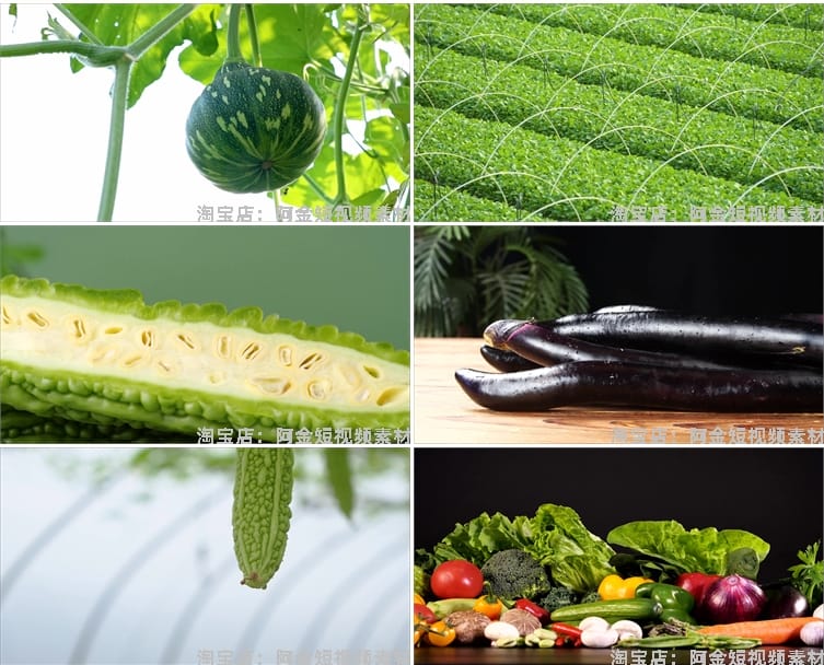 新鲜有机绿色蔬菜种植农业农产品生态健康大棚食材实拍短视频素材
