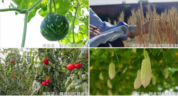 农业发展水稻水果种植大棚有机素材小麦玉米视频高清实拍素材剪辑