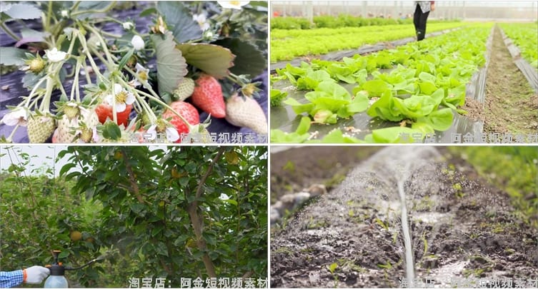 农业发展水稻水果种植大棚有机素材小麦玉米视频高清实拍素材剪辑