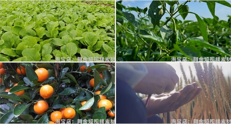 农业发展水稻水果种植大棚有机素材小麦玉米视频高清实拍素材剪辑