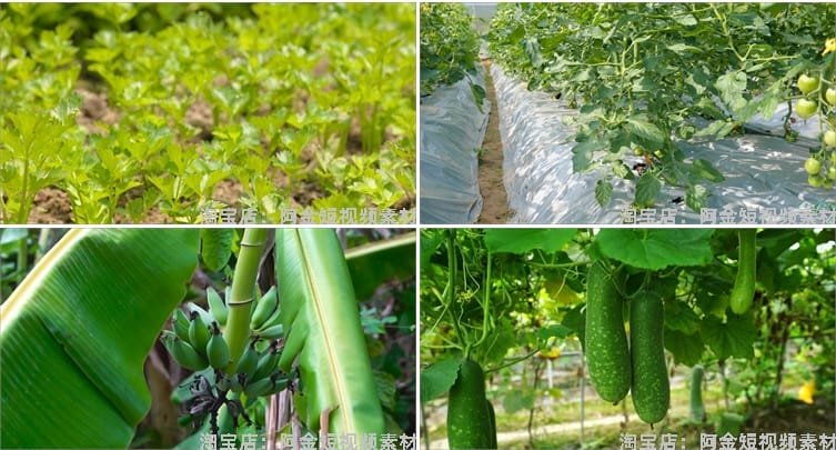 农业发展水稻水果种植大棚有机素材小麦玉米视频高清实拍素材剪辑