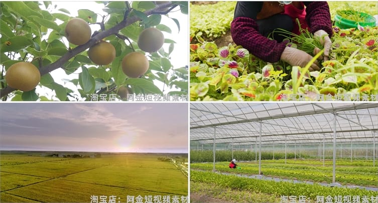 农业发展水稻水果种植大棚有机素材小麦玉米视频高清实拍素材剪辑