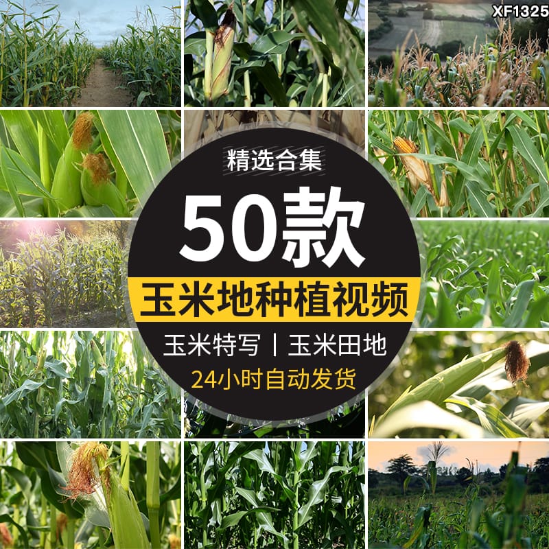 农业丰收种植基地农田地玉米棒子特写苞米玉米粒高清视频素材合集