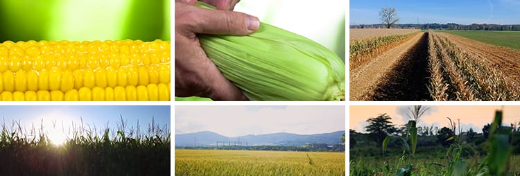 农业丰收种植基地农田地玉米棒子特写苞米玉米粒高清视频素材合集