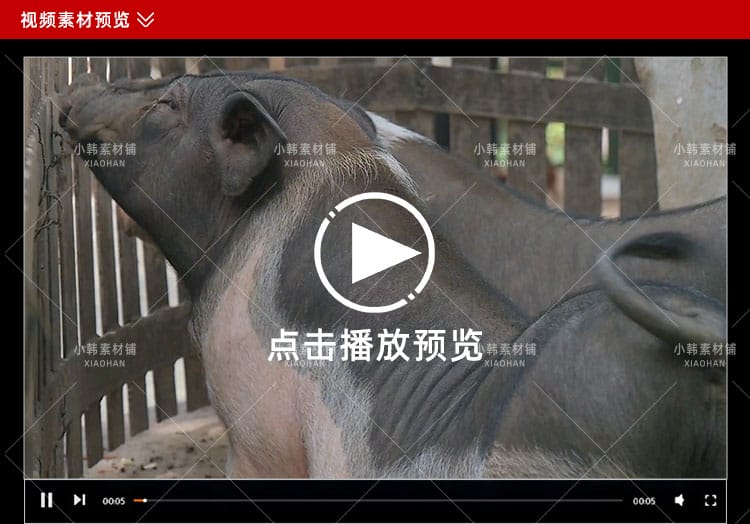 小猪佩奇可爱动物横版高清抖音自媒体pr剪辑背景视频素材
