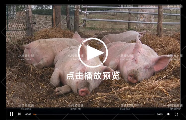 小猪佩奇可爱动物横版高清抖音自媒体pr剪辑背景视频素材