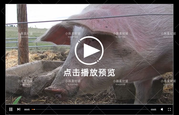 小猪佩奇可爱动物横版高清抖音自媒体pr剪辑背景视频素材