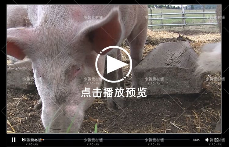 小猪佩奇可爱动物横版高清抖音自媒体pr剪辑背景视频素材