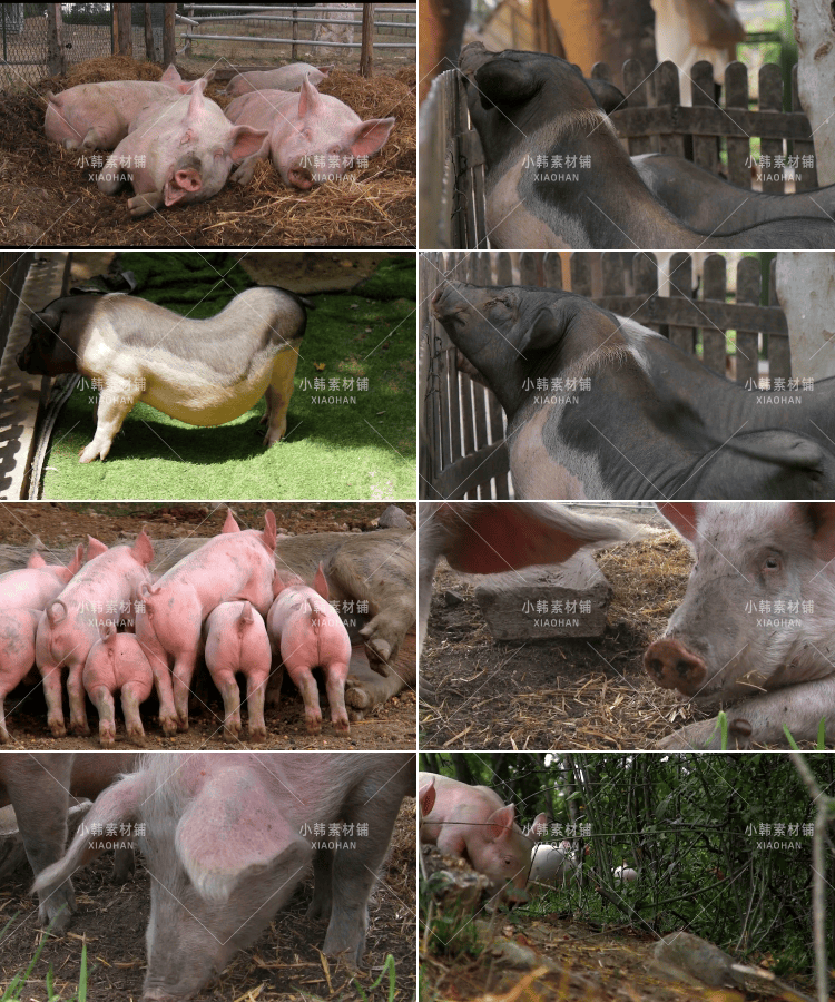 小猪佩奇可爱动物横版高清抖音自媒体pr剪辑背景视频素材