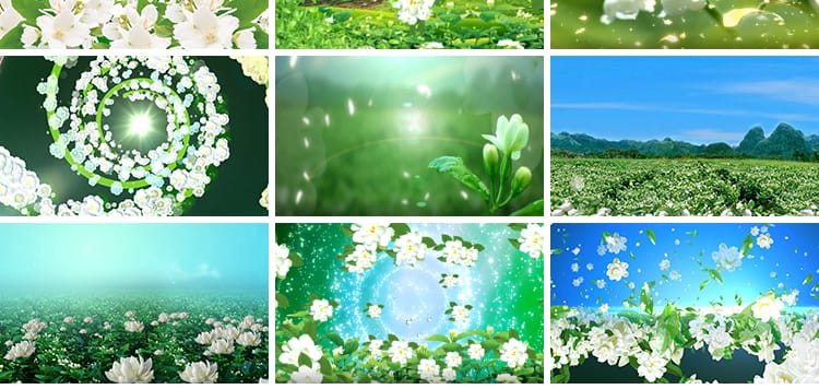 清新唯美茉莉花盛开民族歌曲舞蹈晚会舞台LED大屏幕背景视频素材