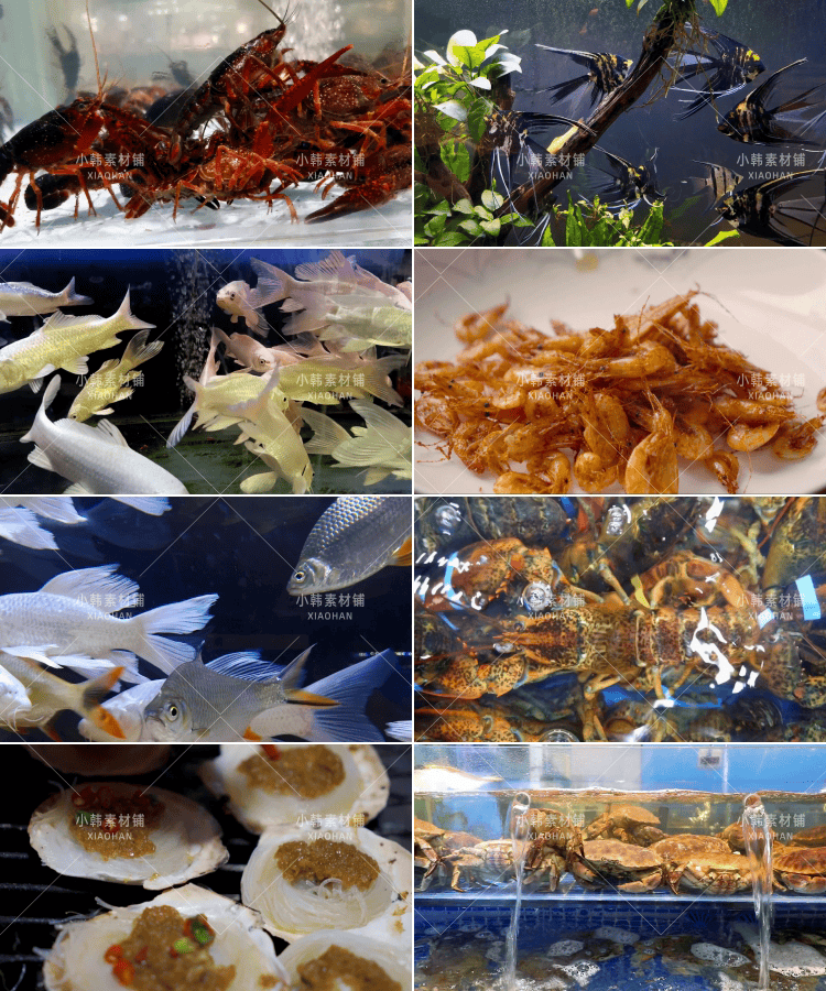 海鲜美食美味横版高清抖音自媒体pr剪辑背景视频素材