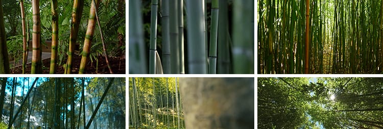 自然竹林阳光照射透过竹叶竹枝青翠绿色小清新竹光竹子短视频素材