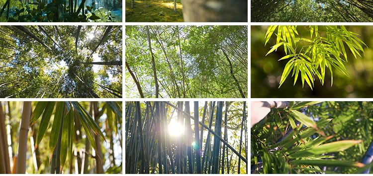 自然竹林阳光照射透过竹叶竹枝青翠绿色小清新竹光竹子短视频素材