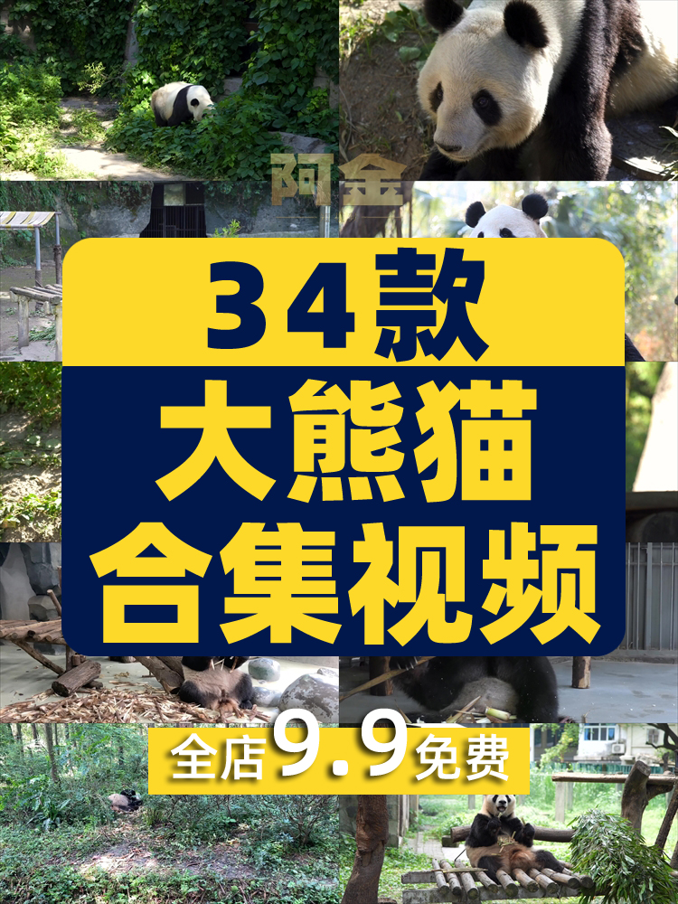 大熊猫吃竹子睡觉爬树国宝小浣熊保护动物园高清搞笑短视频素材