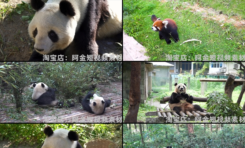大熊猫吃竹子睡觉爬树国宝小浣熊保护动物园高清搞笑短视频素材