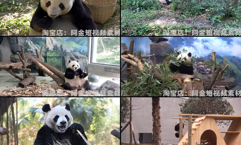 大熊猫吃竹子睡觉爬树国宝小浣熊保护动物园高清搞笑短视频素材