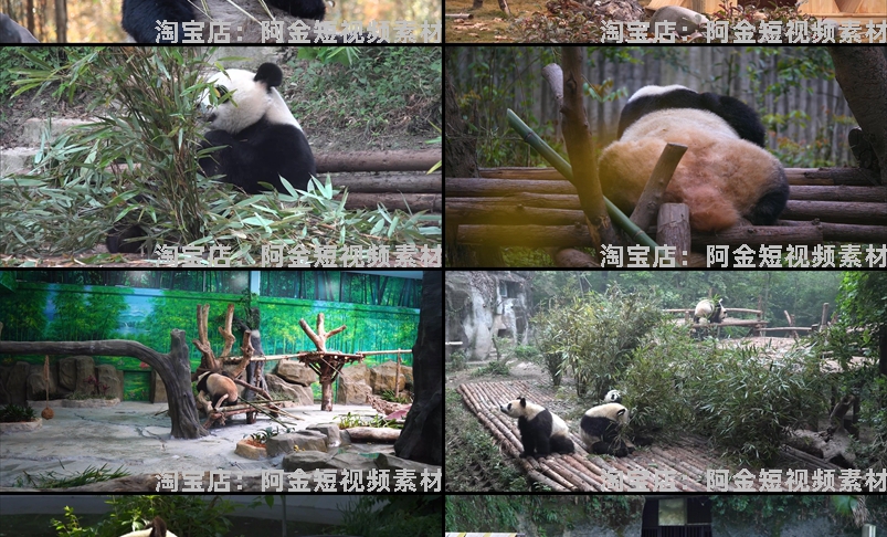 大熊猫吃竹子睡觉爬树国宝小浣熊保护动物园高清搞笑短视频素材