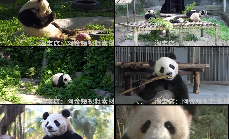 大熊猫吃竹子睡觉爬树国宝小浣熊保护动物园高清搞笑短视频素材