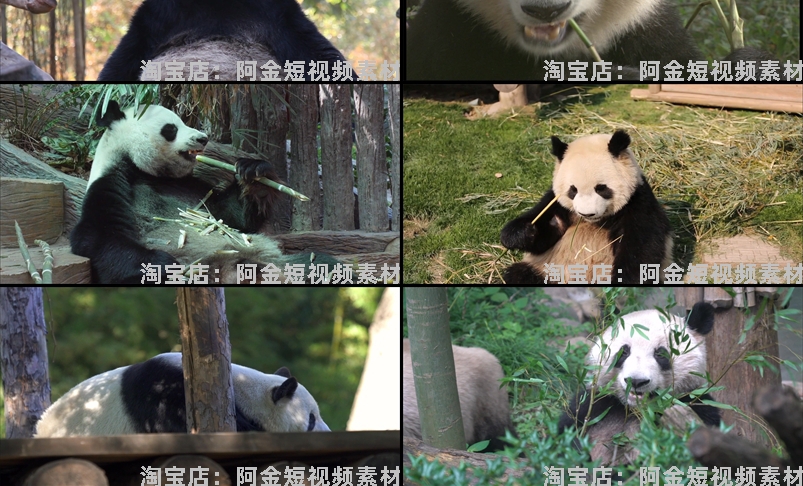 大熊猫吃竹子睡觉爬树国宝小浣熊保护动物园高清搞笑短视频素材