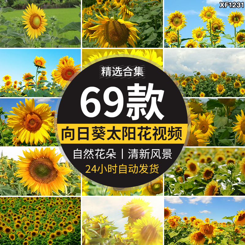 向日葵特写实拍小清新大自然风光花朵太阳照射向阳花剪辑视频素材