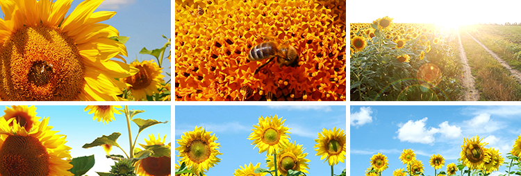 向日葵特写实拍小清新大自然风光花朵太阳照射向阳花剪辑视频素材