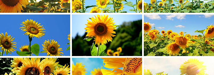 向日葵特写实拍小清新大自然风光花朵太阳照射向阳花剪辑视频素材