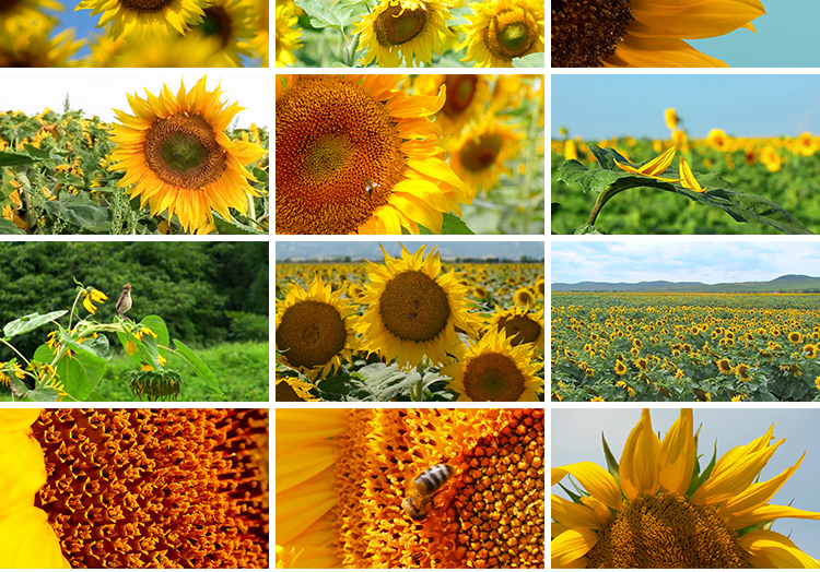 向日葵特写实拍小清新大自然风光花朵太阳照射向阳花剪辑视频素材