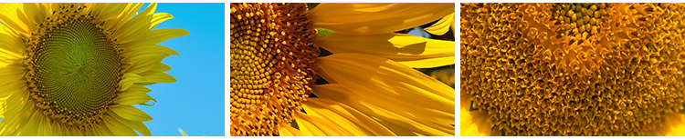 向日葵特写实拍小清新大自然风光花朵太阳照射向阳花剪辑视频素材