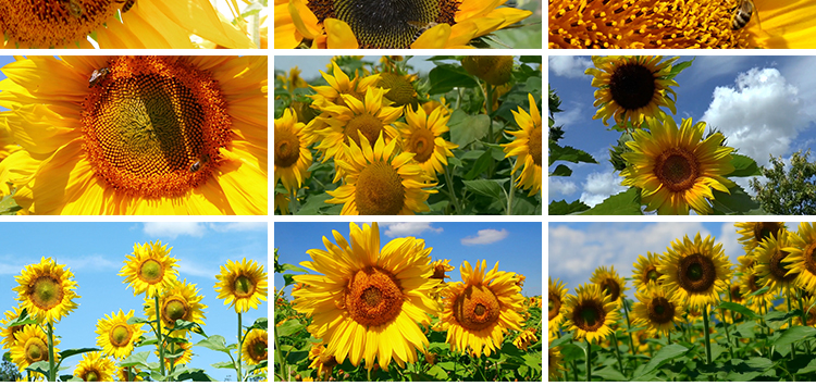 向日葵特写实拍小清新大自然风光花朵太阳照射向阳花剪辑视频素材