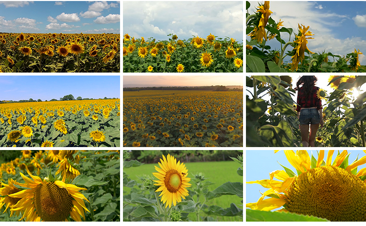 向日葵特写实拍小清新大自然风光花朵太阳照射向阳花剪辑视频素材