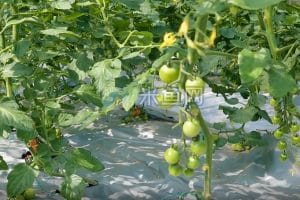 小番茄科学培育大棚生产系列视频素材