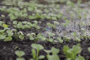 现代农业灌溉中幼苗大棚生产系列视频素材