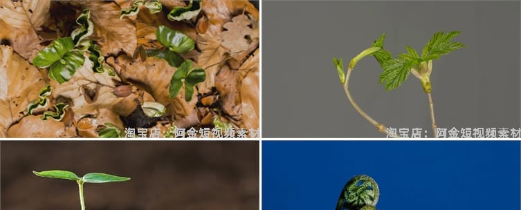 绿色植物生长破土而出种子发芽幼苗快速长大延时抖音短视频素材