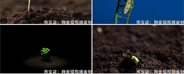 绿色植物生长破土而出种子发芽幼苗快速长大延时抖音短视频素材