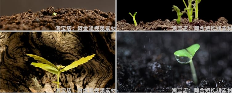 绿色植物生长破土而出种子发芽幼苗快速长大延时抖音短视频素材