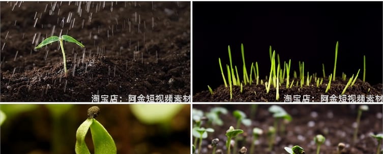 绿色植物生长破土而出种子发芽幼苗快速长大延时抖音短视频素材