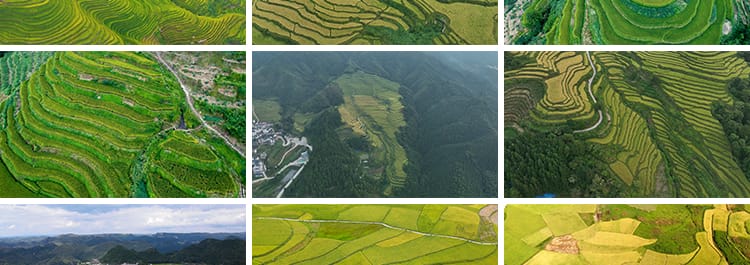 农村田园梯田自然风光油菜花田美景乡村农田高清实拍航拍视频素材