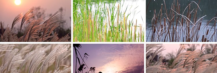 4K芦苇花摇摆芦苇荡唯美清新日出夕阳自然风景实拍自媒体视频素材