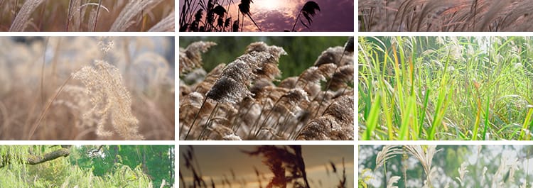 4K芦苇花摇摆芦苇荡唯美清新日出夕阳自然风景实拍自媒体视频素材