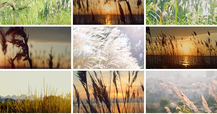 4K芦苇花摇摆芦苇荡唯美清新日出夕阳自然风景实拍自媒体视频素材