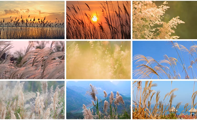 4K芦苇花摇摆芦苇荡唯美清新日出夕阳自然风景实拍自媒体视频素材