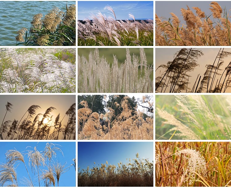 4K芦苇花摇摆芦苇荡唯美清新日出夕阳自然风景实拍自媒体视频素材